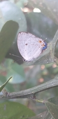 Iaspis andersoni