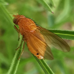 Sapromyzosoma quadricincta