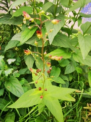 Scrophularia nodosa