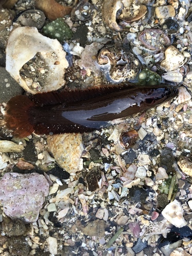 Acanthoclinus littoreus observed 2020-07-24