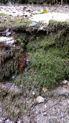 Hygrohypnum