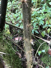 Barnadesia spinosa