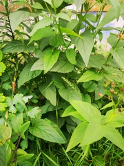 Scrophularia nodosa