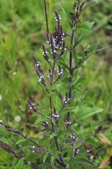 Verbena carolina
