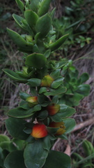 Echeveria bicolor