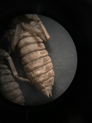 Ophiogomphus colubrinus