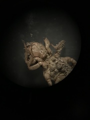 Ophiogomphus colubrinus