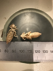 Ophiogomphus colubrinus