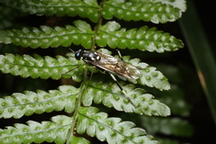 Stratiomyomorpha