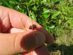 Rhynchospora gracilenta