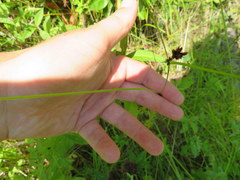 Rhynchospora gracilenta