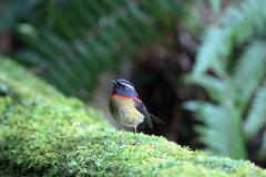 Tarsiger johnstoniae