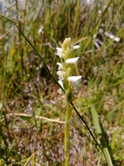 Spiranthes diluvialis