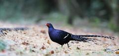 Mikado Pheasant photo 2