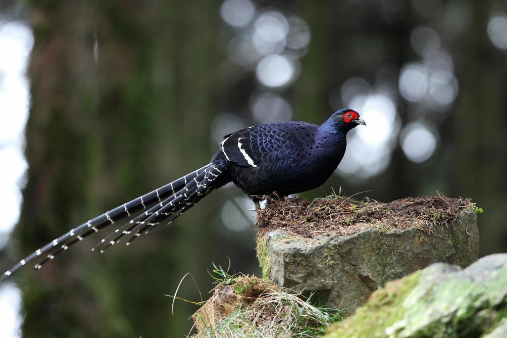 Mikado Pheasant photo