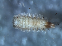 Polyxenus lagurus