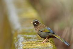 White-Whiskered Laughingthrush photo 5