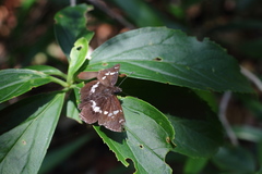 Daimio tethys