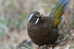 White-Whiskered Laughingthrush photo 3