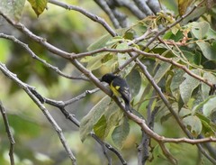 Spinus xanthogastrus