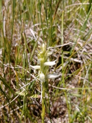 Spiranthes diluvialis