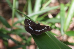 Daimio tethys