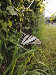 Protographium epidaus fenochionis