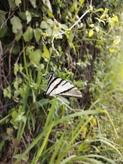 Protographium epidaus fenochionis
