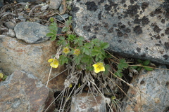 Potentilla hyparctica