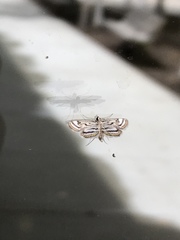 Parapoynx badiusalis