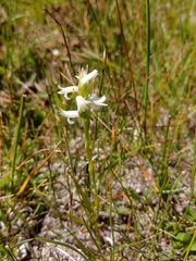 Spiranthes diluvialis
