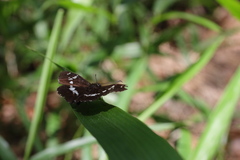 Daimio tethys