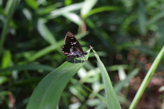 Daimio tethys