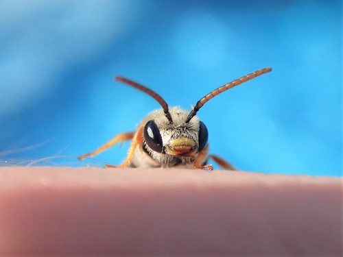 Ligated Furrow Bee photographed in Ohio