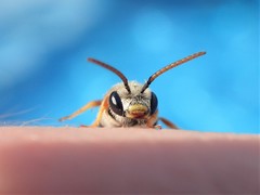 Ligated Furrow Bee