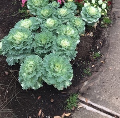 Brassica oleracea capitata