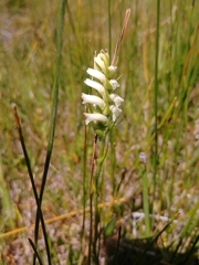 Spiranthes diluvialis