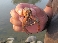 Cherax quadricarinatus