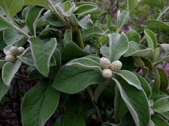 Nahuatlea magna