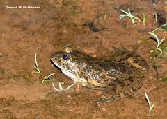Anura
