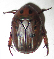 Tephraea leucomelona