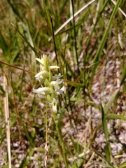 Spiranthes diluvialis