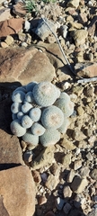 Epithelantha greggii