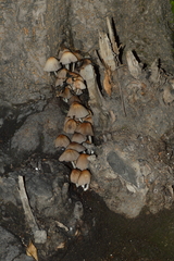 Coprinellus micaceus