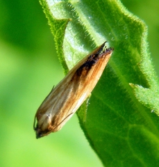 Eucosma ferruginana