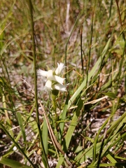 Spiranthes diluvialis