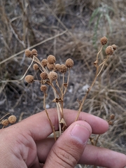 Helenium microcephalum
