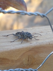 Xylotrechus nauticus