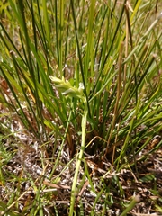 Spiranthes diluvialis