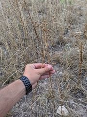 Helenium microcephalum
